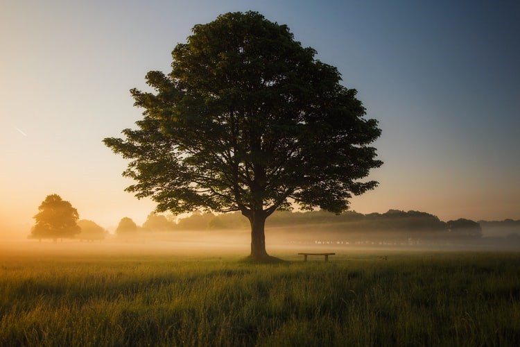 Mindfull Tree for Meditation